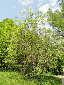 Salix aegyptiaca - Botanischer Garten München-Nymphenburg - DSC07716.JPG