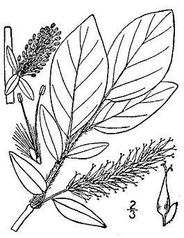 Salix barclayi.jpg