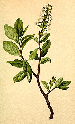Salix myrsinites Atlas Alpenflora.jpg