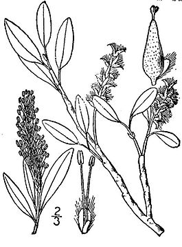 Salix phlebophylla(01).jpg