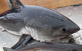 Salmon shark afsc.jpg