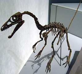 Скелет синозавроптерикса