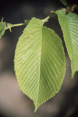 Асимметричные листья Ulmus rubra