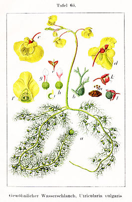 Utricularia vulgaris. Типовой вид рода. Ботаническая иллюстрация Якоба Штурма из книги «Deutschlands Flora in Abbildungen», 1796