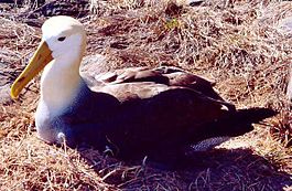 Waved albatross nesting.JPG