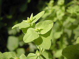 Euphorbia peplus3.jpg