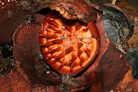 Rafflesia kerrii old.jpg