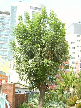 물푸레나무 2.JPG
