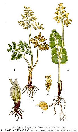 511 Botrychium vulgare, B. matricariae.jpg