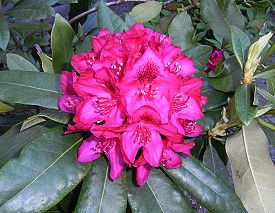 A Unidentified Rhododendron blüte 123.jpg