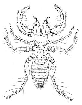 Gylippidae
