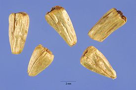 Acorus calamus seeds.jpg