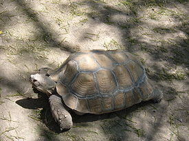 Alameda Park Zoo Buford the African Spurred Tortoise.JPG