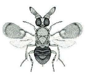 Encyrtidae