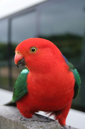 Australian King-Parrot.jpg
