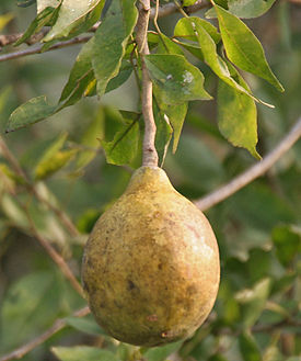 Bael (Aegle marmelos) fruit at Narendrapur W IMG 4099.jpg