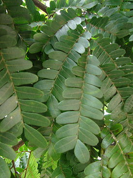 Caesalpinia echinata leaves.jpg