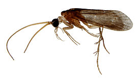 Ecnomidae