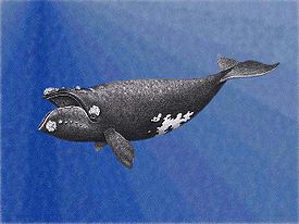 Японский кит
