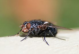 Красноголовая синяя муха Calliphora vicina