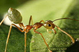 Азиатский муравей-портной
