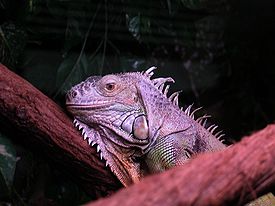 Игуана обыкновенная(Iguana iguana)