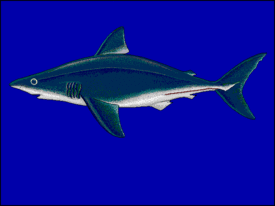 Атлантическая сельдевая акула