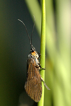Lepidostomatidae