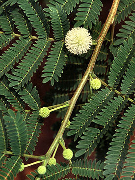 Leucaena leucocephala.jpg
