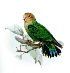 Дятловый попугайчик Склэтера