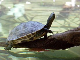 Азиатские пресноводные черепахи