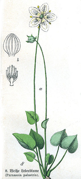 Parnassia-palustris-Naturge.jpg