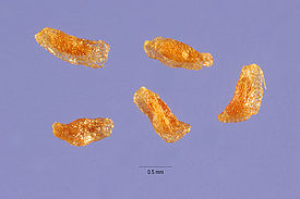 Parnassia palustris seeds.jpg