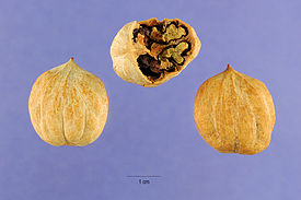 Pignut-hickory-nut.jpg
