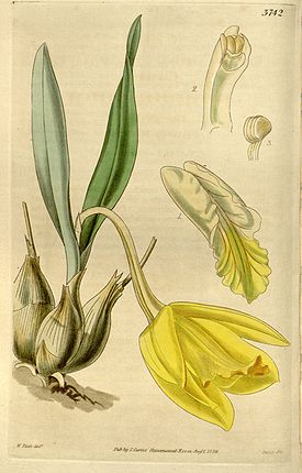 Prosthechea citrina (as Cattleya citrina)-Curtis 66-3742 (1840).jpg