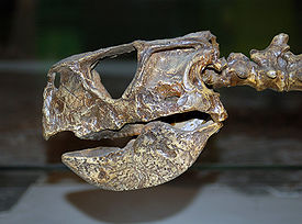 Череп монгольского пситтакозавра