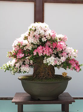 Rhododendron indicum Bonsai.jpg