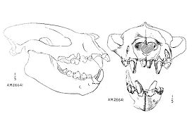 Sarkastodon scull AMNH.jpg