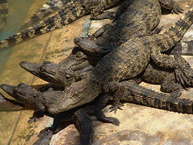 Сиамские крокодилы