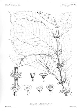 Siparuna cauliflora