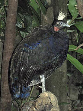 Самец конголезского павлина
