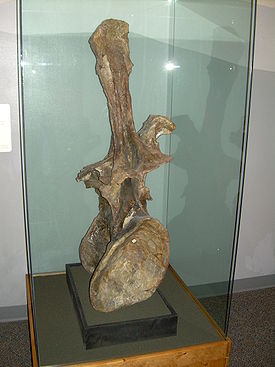 Supersaurus vivianae dorsal vertebra.JPG