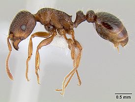 Дерновый муравей