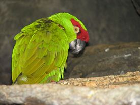 Thick-billed Parrot.jpg