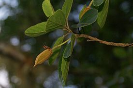 Trochetia granulata fruit 1.JPG