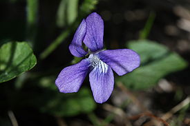 Viola adunca 6719.JPG