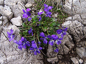 Viola alpina a3.jpg
