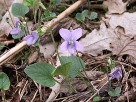 Viola canina 3.jpg