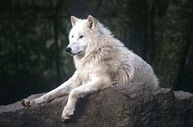 Тундровый волк