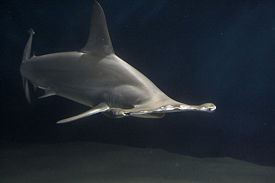 Молотоголовые акулы